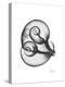 Water Snail Shell Gray-Albert Koetsier-Stretched Canvas