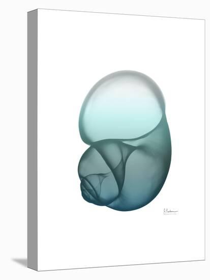 Water Snail-Albert Koetsier-Stretched Canvas