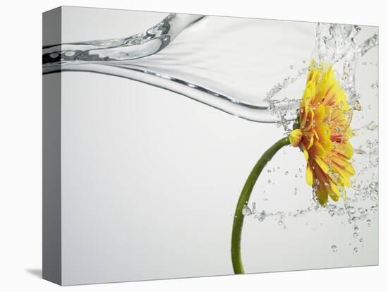 Water Splashing Daisy-Biwa-Premier Image Canvas