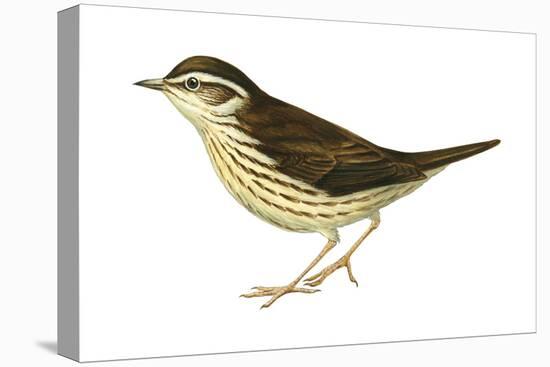 Water Thrush (Seiurus Noveboracensis), Birds-Encyclopaedia Britannica-Stretched Canvas