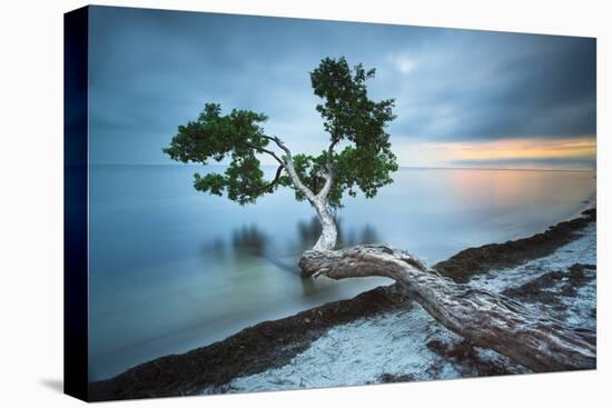 Water Tree 10 Color-Moises Levy-Premier Image Canvas