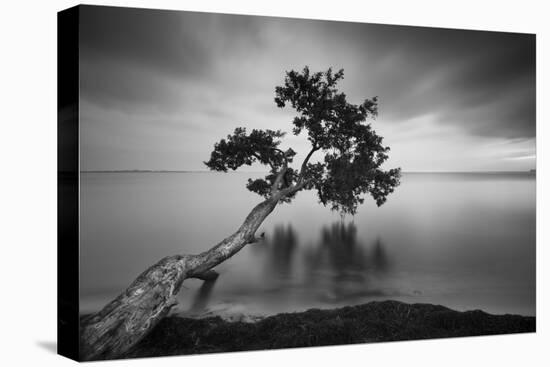 Water Tree 11 BW-Moises Levy-Premier Image Canvas