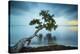 Water Tree 11 Color-Moises Levy-Stretched Canvas