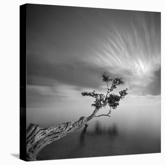 Water Tree 3-Moises Levy-Premier Image Canvas