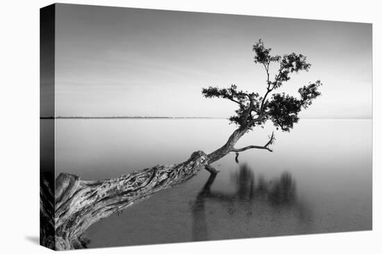 Water Tree IX-Moises Levy-Premier Image Canvas