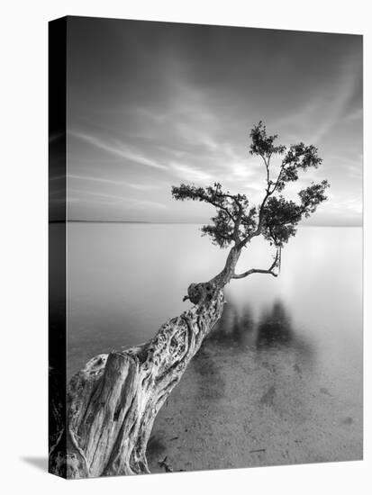 Water Tree V-Moises Levy-Premier Image Canvas