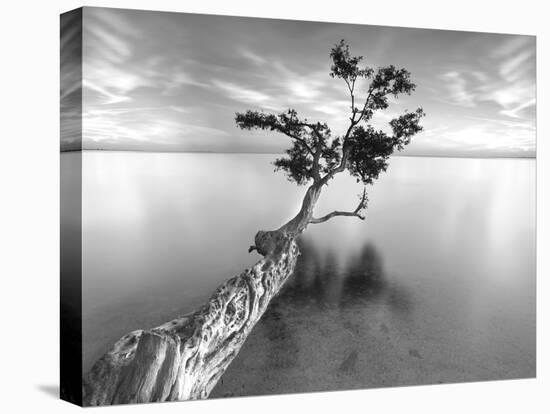 Water Tree XIII-Moises Levy-Premier Image Canvas