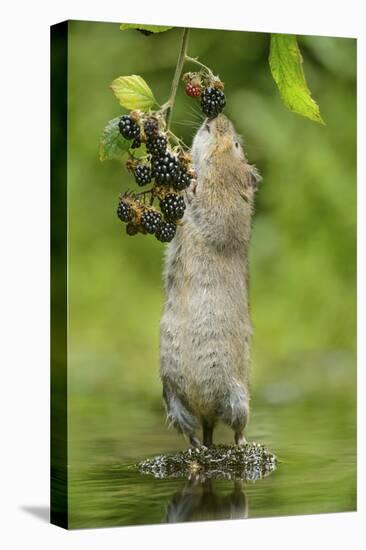 Water Vole (Arvicola Amphibius) Standing On Hind Legs Sniffing Blackberry, Kent, UK, September-Terry Whittaker-Premier Image Canvas