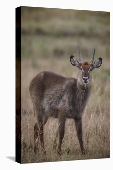 Waterbuck (Kobus ellipsiprymnus), Arusha National Park, Tanzania, East Africa, Africa-Ashley Morgan-Premier Image Canvas