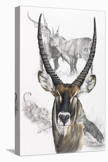 Waterbuck-Barbara Keith-Premier Image Canvas