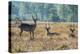 Waterbucks (Kobus Ellipsiprymnus), Liwonde National Park, Malawi, Africa-Michael Runkel-Premier Image Canvas