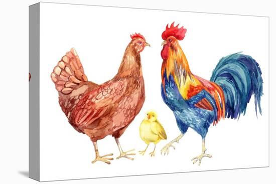 Watercolor Chicken Family - Hen Rooster Chicken. Hand Painted Illustration-tanycya-Stretched Canvas