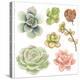 Watercolor Collection of Succulents for Your Design, Hand-Drawn Illustration.-Nikiparonak-Stretched Canvas