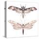 Watercolor Moth Set-Eisfrei-Stretched Canvas