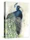 Watercolor Peacock Portrait I-Grace Popp-Stretched Canvas