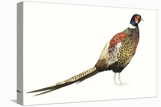 Watercolor Pheasant I-Grace Popp-Stretched Canvas