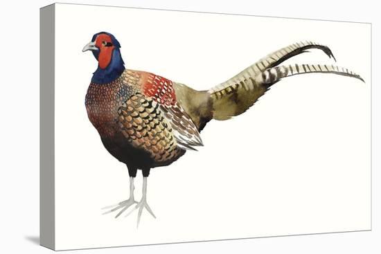 Watercolor Pheasant II-Grace Popp-Stretched Canvas