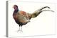 Watercolor Pheasant II-Grace Popp-Stretched Canvas