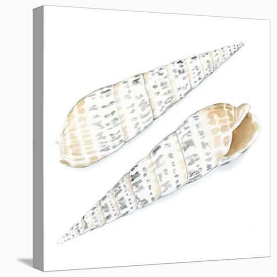 Watercolor Shells IX-Megan Meagher-Stretched Canvas