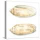 Watercolor Shells V-Megan Meagher-Stretched Canvas