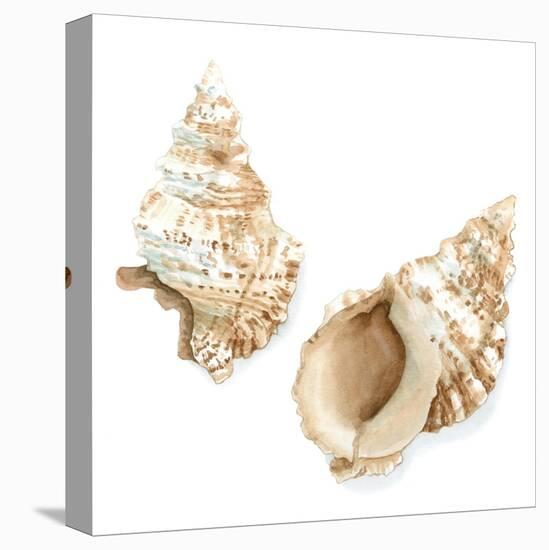 Watercolor Shells VII-Megan Meagher-Stretched Canvas