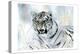 Watercolor Tiger-Sheldon Lewis-Stretched Canvas