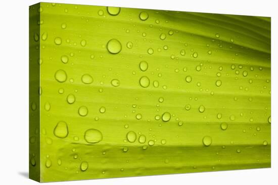 Waterdrops on a Banana Leaf after a Short Rain Burst. Andes Mountains, Peru-Justin Bailie-Premier Image Canvas