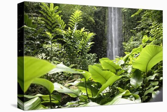 Waterfall in Rain Forest, Jurong Bird Park, Singapore-Angelo Cavalli-Premier Image Canvas