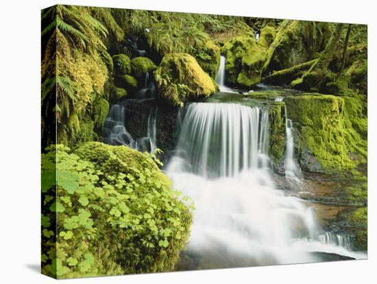 Waterfall in Willamette National Forest, Oregon, USA-Stuart Westmoreland-Premier Image Canvas