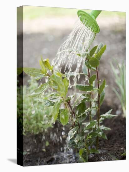 Watering Bay Plant-null-Premier Image Canvas