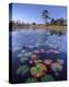 Waterlilies in pond, Jonathan Dickinson State Park near Hobe Sound, Florida-Tim Fitzharris-Stretched Canvas