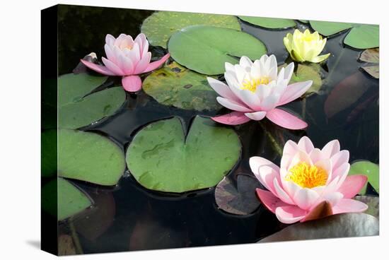 Waterlilies in Pond-null-Stretched Canvas