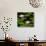 Waterlilies On Water's Surface-null-Stretched Canvas displayed on a wall