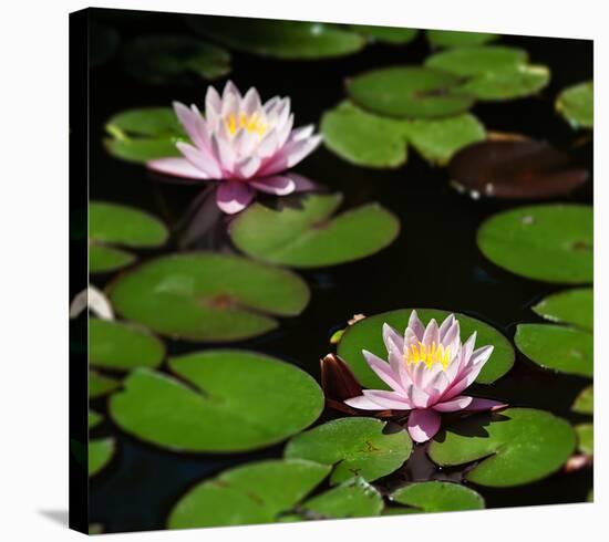 Waterlilies On Water's Surface-null-Stretched Canvas