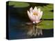 Waterlily, (Nymphaea), Bielefeld, Nordrhein Westfalen, Germany-Thorsten Milse-Premier Image Canvas