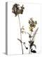 Watermark Wildflowers V-Jennifer Goldberger-Stretched Canvas