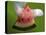 Watermelon Explosion-Alan Sailer-Premier Image Canvas