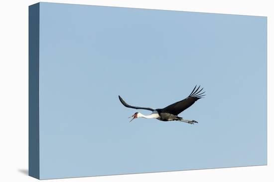 Wattled Crane, Moremi Game Reserve, Botswana-Paul Souders-Premier Image Canvas