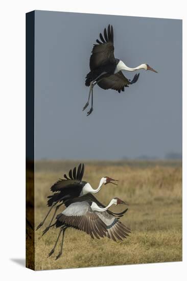 Wattled crane, Okavango Delta, Botswana-Art Wolfe-Premier Image Canvas