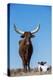 Watusi Cattle, Private Game Ranch, Great Karoo, South Africa-Pete Oxford-Premier Image Canvas