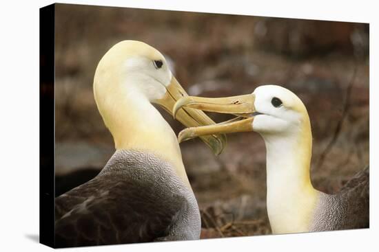 Waved Albatross Courtship Display-null-Premier Image Canvas