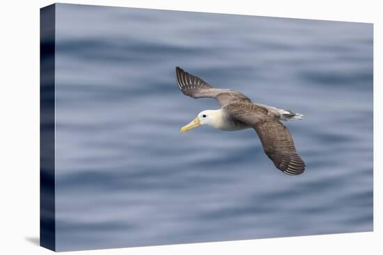 Waved albatross flying, Espanola Island, Galapagos Islands, Ecuador.-Adam Jones-Premier Image Canvas