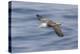 Waved albatross flying, Espanola Island, Galapagos Islands, Ecuador.-Adam Jones-Premier Image Canvas