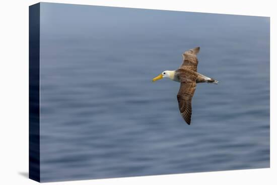Waved albatross flying, Espanola Island, Galapagos Islands, Ecuador.-Adam Jones-Premier Image Canvas
