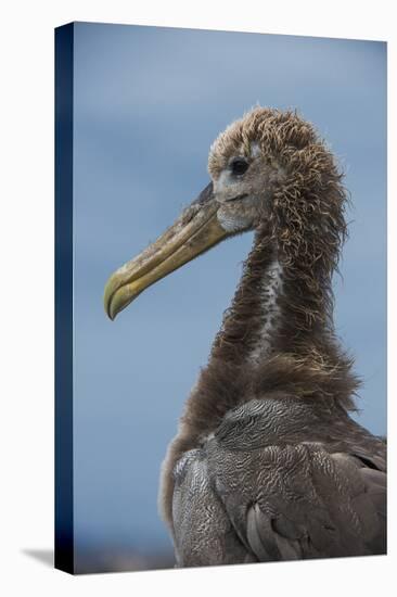 Waved Albatross Juvenile, Espanola Island, Galapagos Islands, Ecuador-Pete Oxford-Premier Image Canvas