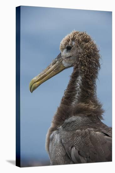 Waved Albatross Juvenile, Espanola Island, Galapagos Islands, Ecuador-Pete Oxford-Premier Image Canvas