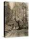 Wawona, a Giant Sequoia in Yosemite's Mariposa Grove, California, Circa 1890-null-Premier Image Canvas