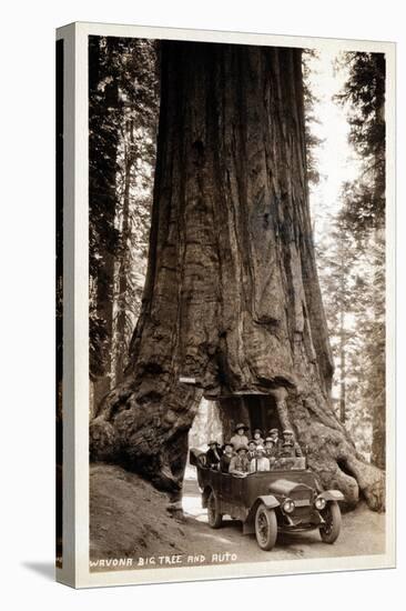 Wawona Big Tree and Auto, 1919-null-Premier Image Canvas