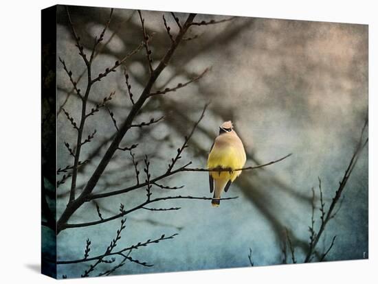 Waxwing at Winter Sunset-Jai Johnson-Premier Image Canvas