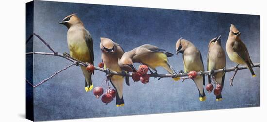 Waxwings Winter-Chris Vest-Stretched Canvas